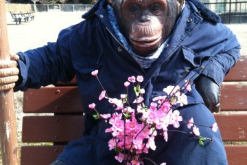 The photo monkey