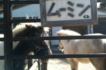 Miniature Horses