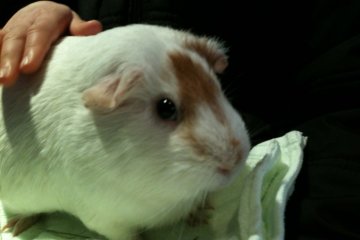 Petting Guinea Pigs
