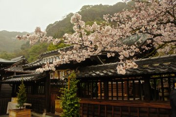 <p>The main shrine building during the sakura&nbsp;(cherry blossom) season.</p>