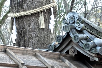 <p>A large sacred tree in a corner of the shrine grounds</p>