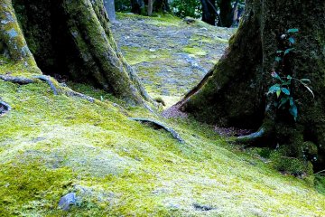 <p>Moss covered hill in the upper garden</p>