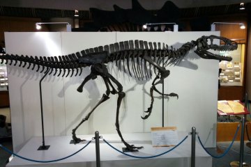 <p>Not quite Godzilla, but still a great specimen.&nbsp;</p>