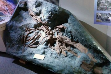 <p>A whale`s remains are frozen in time.&nbsp;</p>