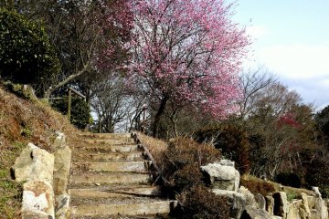 <p>Steps in the plum orchard</p>