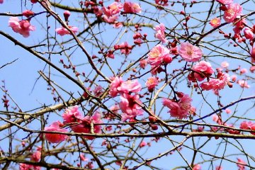 <p>Pink plum blossoms against a blue sky</p>