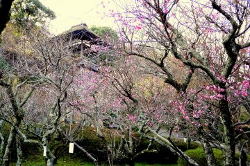 <p>Thatched roof of a tower just visible over plum trees</p>