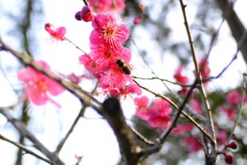 <p>A honey bee harvests blossom pollen</p>
