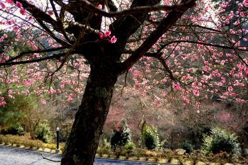 <p>The blossoms seem to glow in the late afternoon sunshine</p>