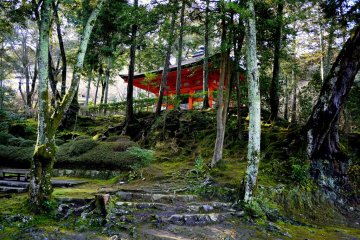 <p>A flash of red through the trees</p>