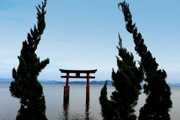 <p>Des cypr&egrave;s torsad&eacute;s encadrent le torii</p>