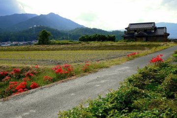 <p>Red spider lilies beside a rural road</p>