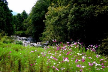 <p>Cosmos flowering beside a river</p>