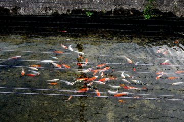 <p>Young koi in a canal, protected from birds by string</p>