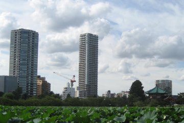 Shinobazu Pond with alien lotus plants in late summer