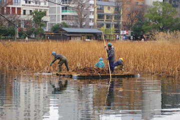 Clearing the dead lotuses from Shinobazu Pond in winter