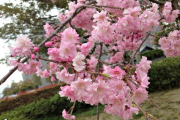 Pesan penuh harapan dapat tersampaikan hanya dengan melihat sakura yang menawan ini!