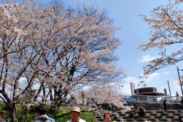 Menelusuri taman sakura di hari yang cerah