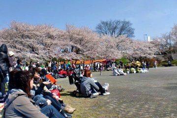 Menikmati hari persahabatan di bawah sakura