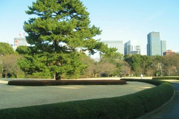 Curving hedges and sweeping lawns in the East Gardens