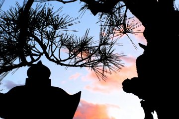 <p>I love the shape of the Japanese pine</p>