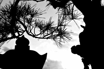 <p>The same Japanese pine photo in B&amp;W is just as beautiful</p>