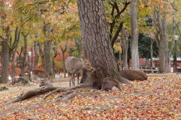 เที่ยววัด Kofukuji และประชากรกวาง