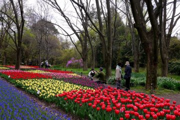 <p>Colorful beds of tulips</p>