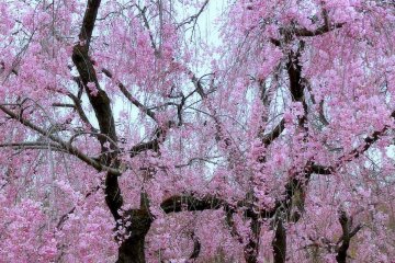 ฤดูใบไม้ผลิแห่งสวนพฤกษศาตร์เกียวโต