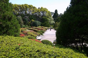 <p>Path beside azalea bushes just starting to bloom</p>