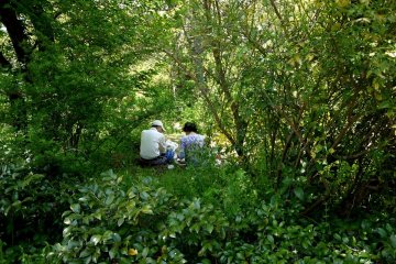 <p>A green and leafy nest for two picnickers</p>