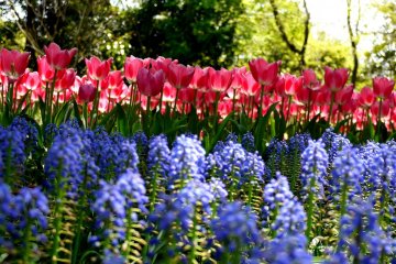 <p>Pink tulips and grape hyacinth</p>