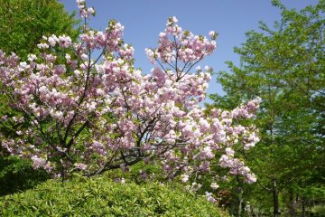 <p>Double cherry blossom</p>