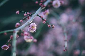 Plum Blossoms at Yushima Tenjin