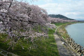 Bunga sakura bermekaran secara penuh di tepi sungai Shiroishi
