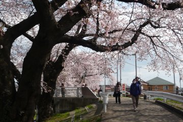 Warga lokal berjalan-jalan di sepanjangsungai sambil menikmati sakura