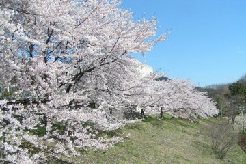 Bunga sakura bermekaran secara penuh di tepi sungai