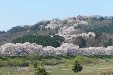 Bunga sakura memenuhi bukit