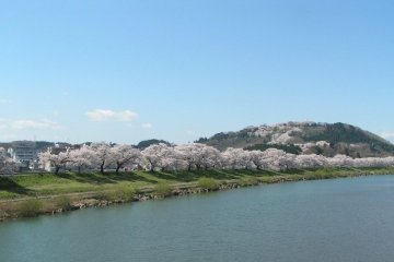 Pemandangan menakjubkan di Sungai Shiroishi dan sekilas 1000 pohon sakura