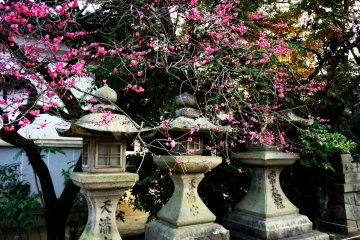 ดอกพลัมบานที่ Kitano-Tenmangu