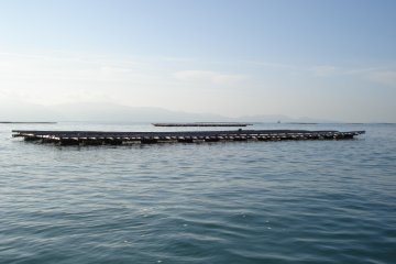 oyster harvesting