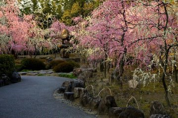 Ada sebuah taman tertutup dengan banyak pancuran dahan plum