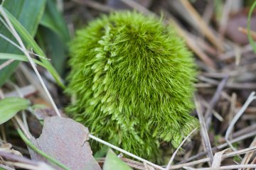 <p>This cute ball of bright green appears to have two kinds of moss, with the majority probably&nbsp;Scott&rsquo;s fork-moss (Dicranum scottianum)</p>