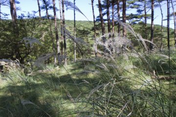 <p>Susuki&nbsp;is a widespread, culturally significant, and quite beautiful autumn grass (Miscanthus sinensis)</p>