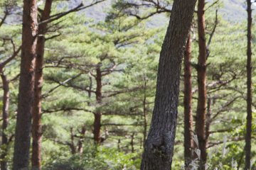 <p>Kirishima Japanese red pines, or&nbsp;akamatsu,&nbsp;provide elegant shelter here; look close at their trunks and you'll notice the distinctive red bark</p>