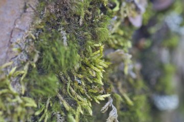 <p>A variety of mosses can be found here</p>