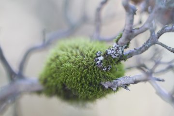 <p>This curly emerald patch on a branch appears to be dusky fork-moss (Dicranum fuscescens)</p>