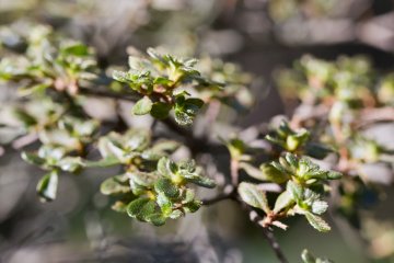 <p>Miyama Kirishima,&nbsp;a kind of azalea, or tsutsuji&nbsp;(Rhododendron kiusianum), thrives on this volcanic plateau; the bushes cover the park in brilliant pink during May and June</p>