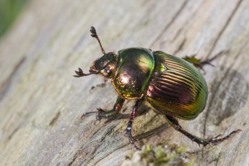 <p>Another view of the earth-boring scarab beetle from above</p>