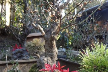 Bonsai, which are potted dwarf trees, were also being raised with tender loving care.
